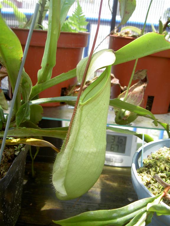 Nepenthes rafflesiana var. nivea 3